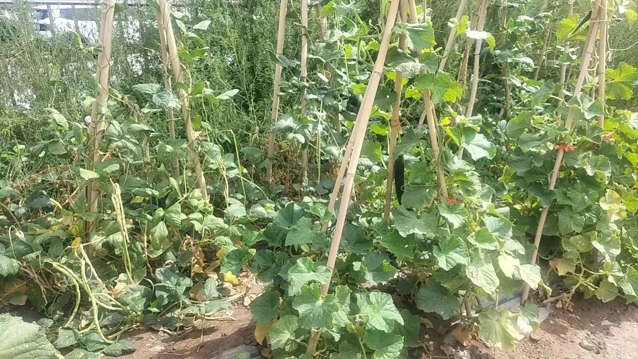 乌鲁木齐办事处|盛夏的果实(图3) 4.jpg
